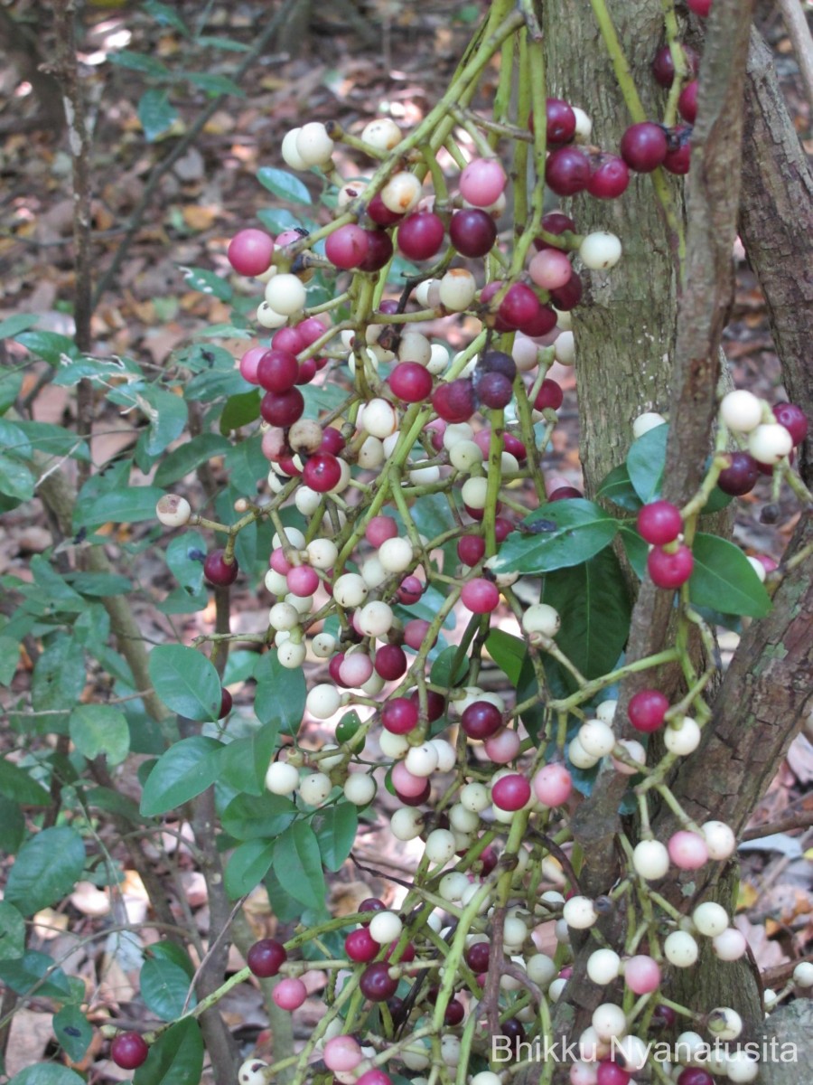 Anamirta cocculus (L.) Wight & Arn.